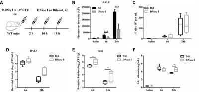 Stimulator of Interferon Genes (STING) Promotes Staphylococcus aureus-Induced Extracellular Traps Formation via the ROS-ERK Signaling Pathway